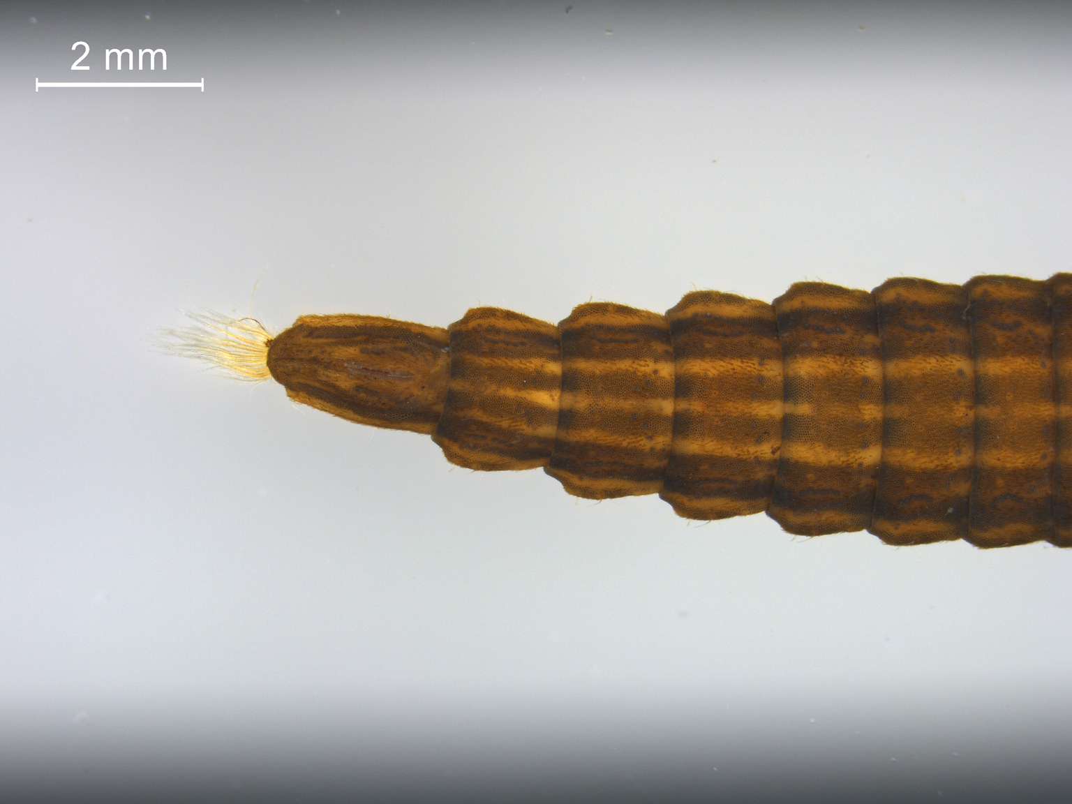 Odontomyia tigrina